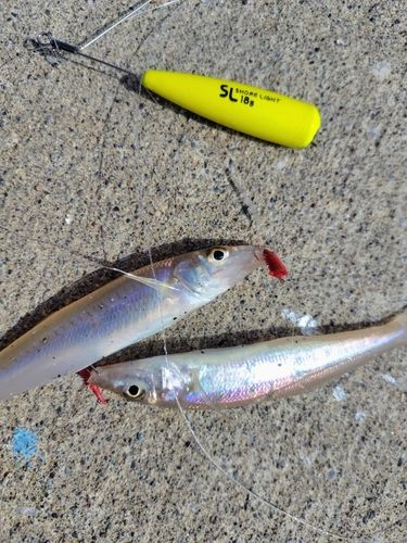 キスの釣果