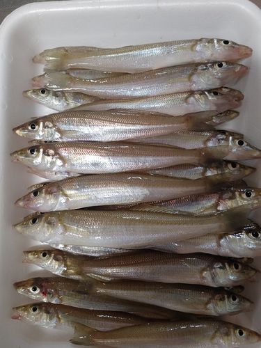 キスの釣果