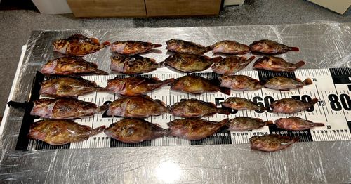 カサゴの釣果