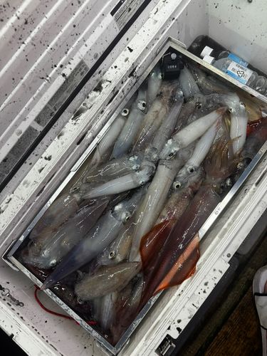 ケンサキイカの釣果
