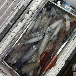 ケンサキイカ