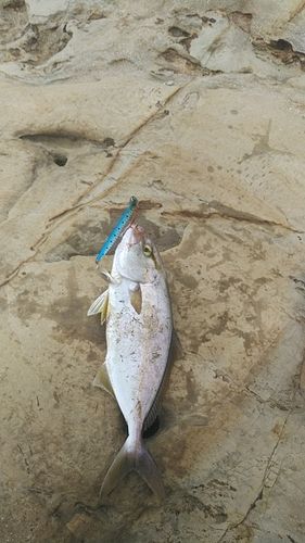 カンパチの釣果