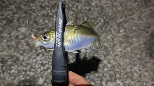 マダコの釣果
