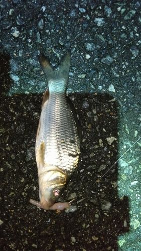 フナの釣果