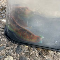 ニシキベラ