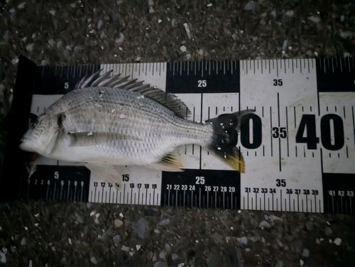 キビレの釣果