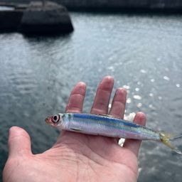ウルメイワシ