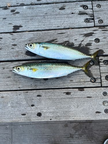 サバの釣果