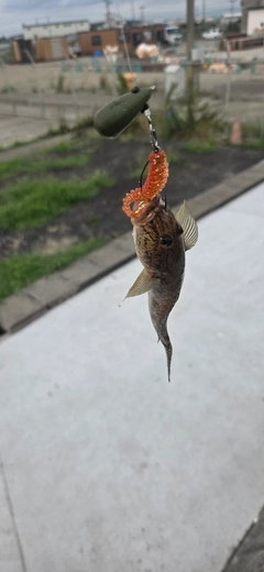 ハゼの釣果