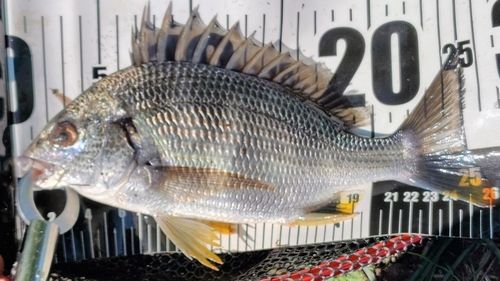 キビレの釣果