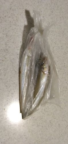 キスの釣果