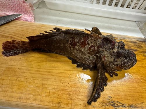 オニオコゼ