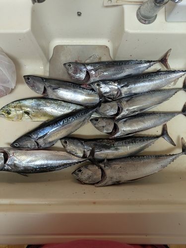 ソウダガツオの釣果