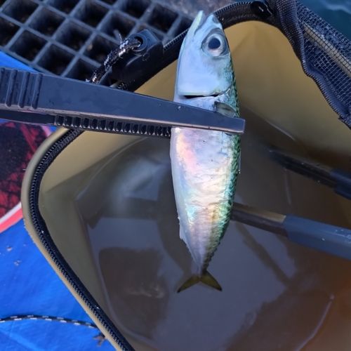 マサバの釣果