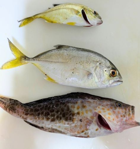 メッキの釣果