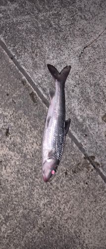 ニゴイの釣果