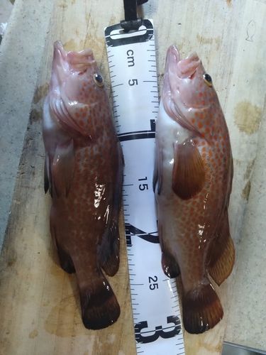 キジハタの釣果