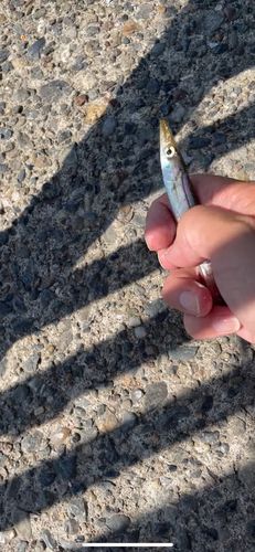 カタクチイワシの釣果