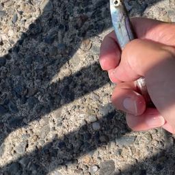 カタクチイワシ