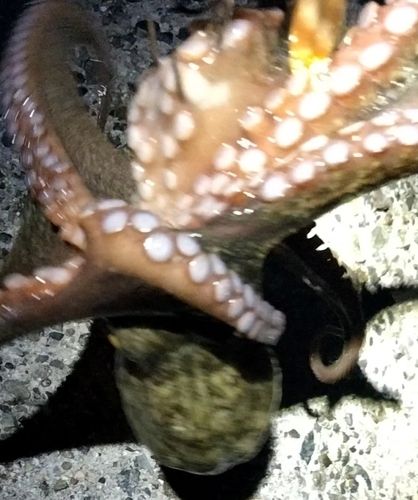 タコの釣果