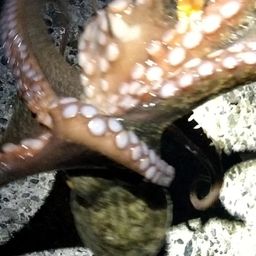 タコ