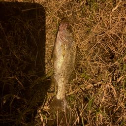 セイゴ（ヒラスズキ）