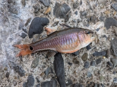 ネンブツダイの釣果