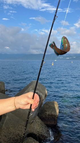 ニシキベラの釣果