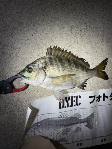クロダイの釣果