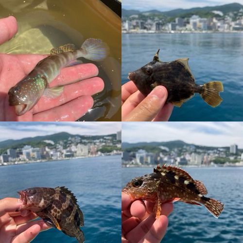 マアジの釣果