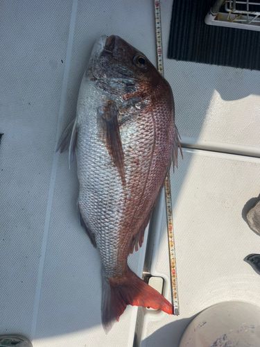 マダイの釣果