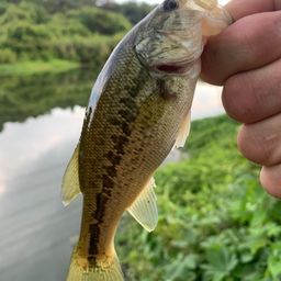 ブラックバス
