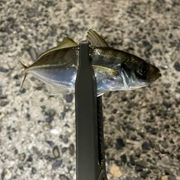 アジ