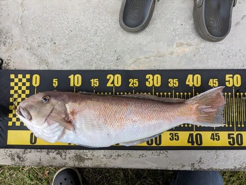 シロアマダイの釣果