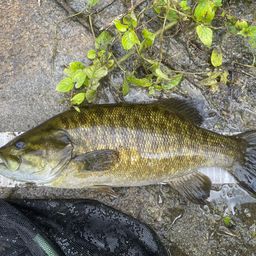 スモールマウスバス