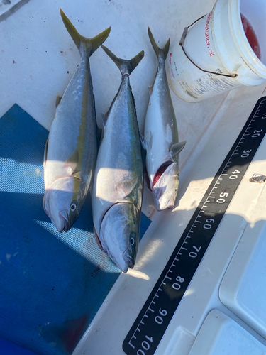 ヒラスの釣果