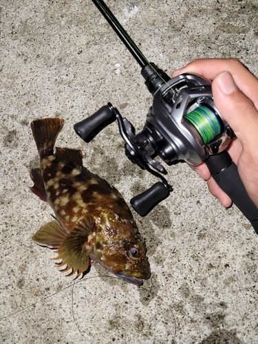 イヌカサゴの釣果