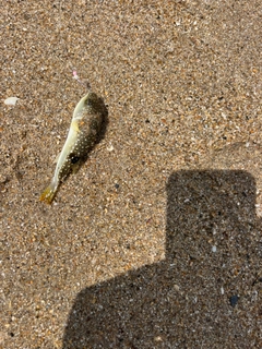 クサフグの釣果