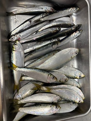 サッパの釣果
