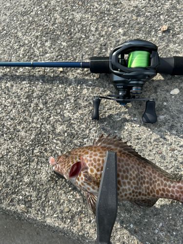 オオモンハタの釣果