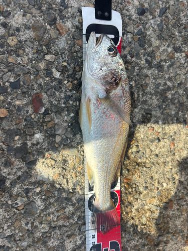 イシモチの釣果