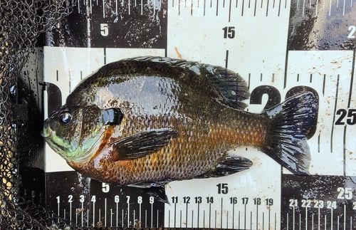 ブルーギルの釣果