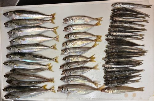 アジの釣果