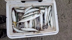 イワシの釣果