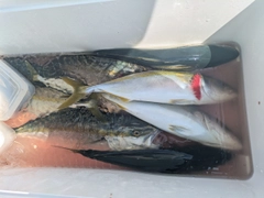 釣果