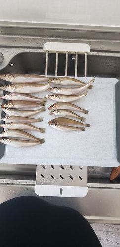 キスの釣果