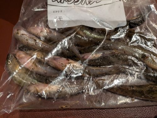 ハゼの釣果