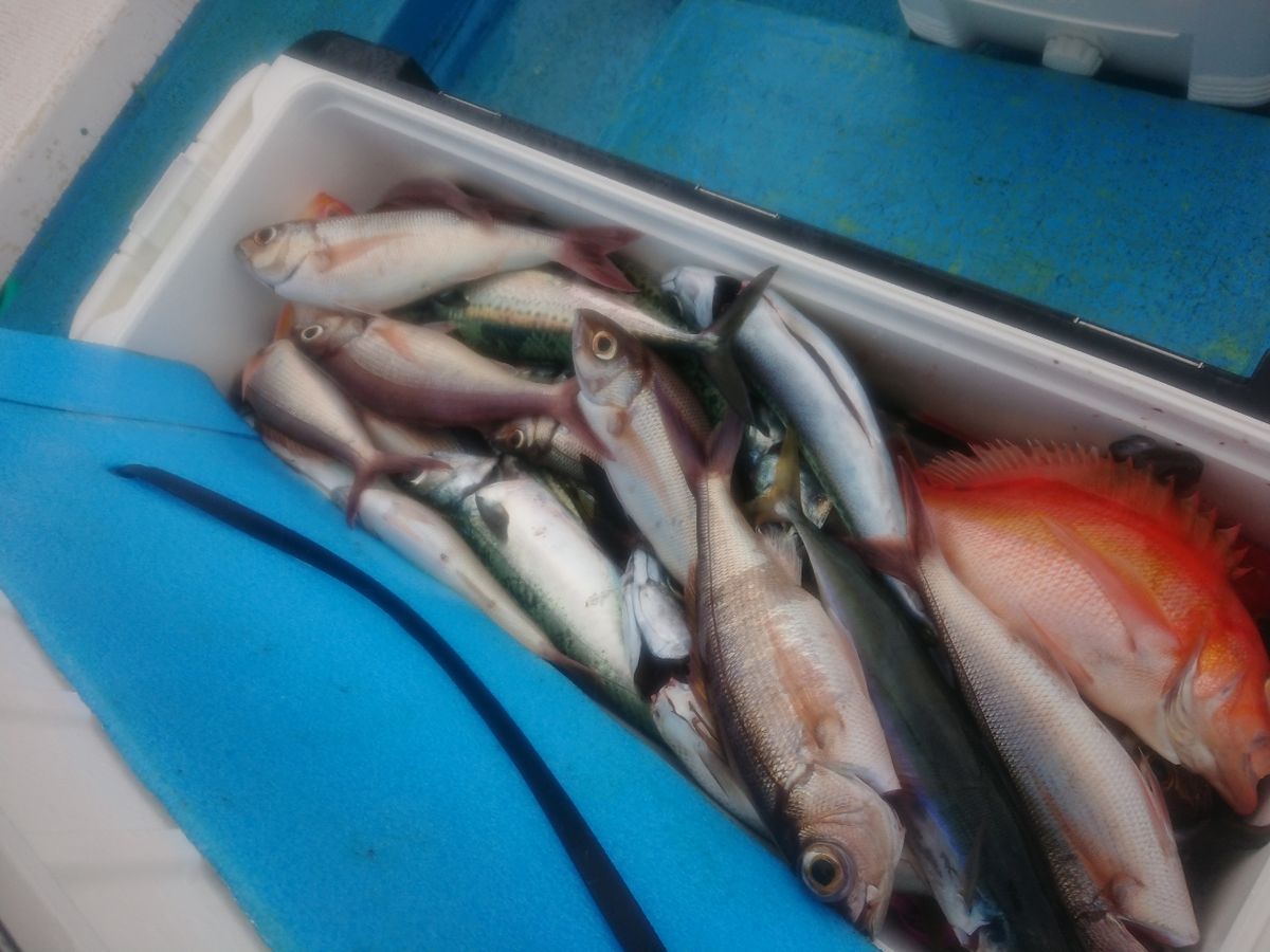 黒犬ちこりさんの釣果 1枚目の画像