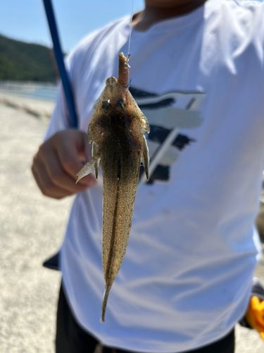 コチの釣果