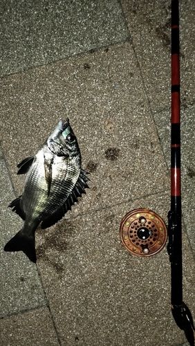 チヌの釣果